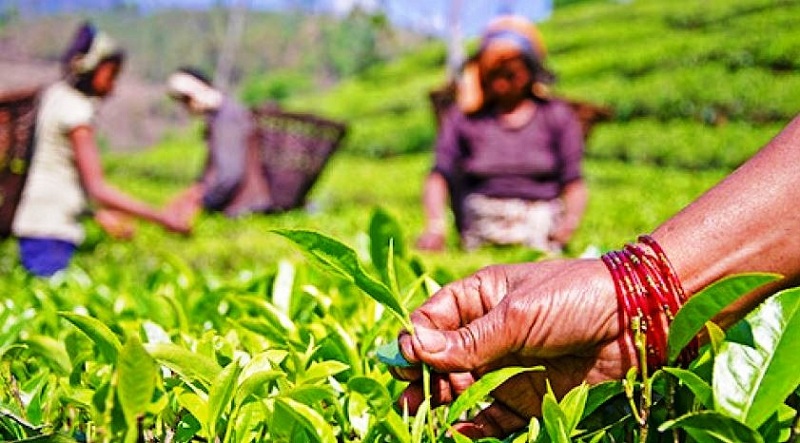 किसान आन्दोलन : चियाको न्यूनतम मूल्य दिलाउने प्रतिबद्धता