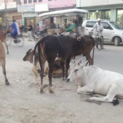 महँगो छ गाईबाच्छाको उपचार