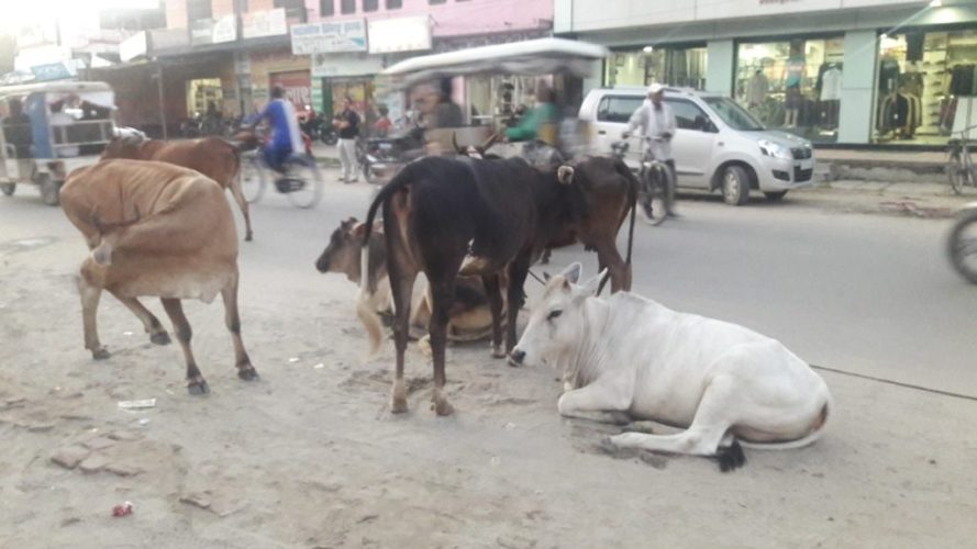 महँगो छ गाईबाच्छाको उपचार