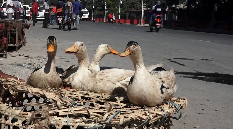 हाँसको मूल्यवृद्धि, व्यापारमा ह्रास