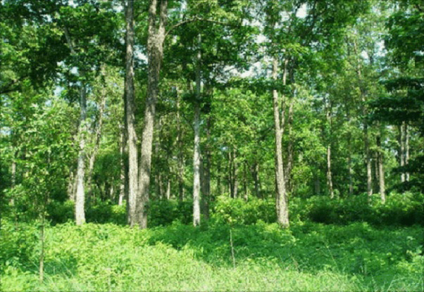 वैज्ञानिक वन व्यवस्थापनको विकल्प तत्काल ल्याउनुपर्छ : वन विज्ञ