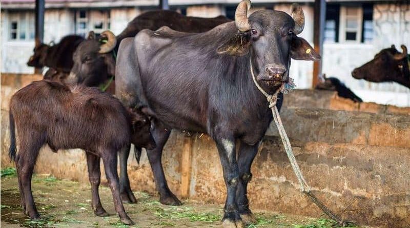 पेन्सन पाउँदा कृषकमा छायो खुसीयाली